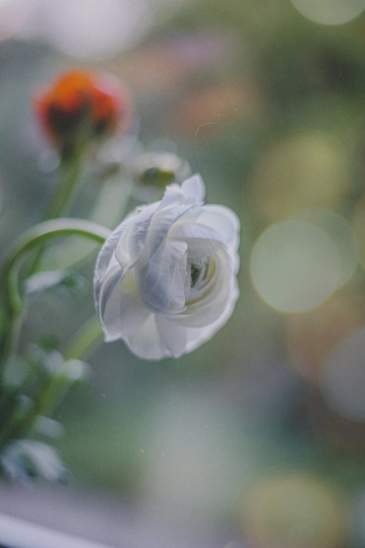 Close-Up Photo Of A Withered White Rose In Garden 