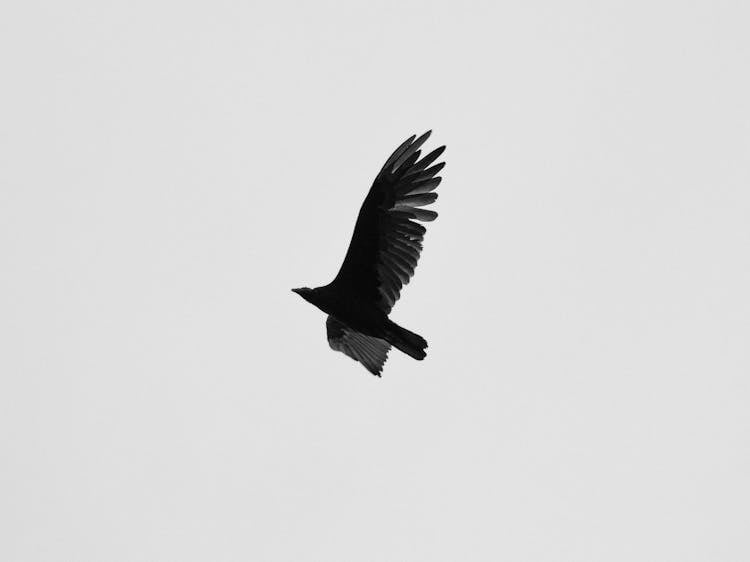 Flying Turkey Vulture