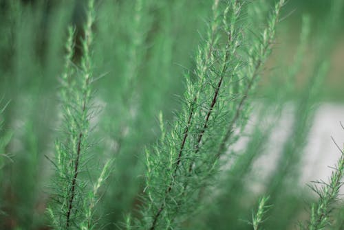 Gratis stockfoto met depth of field, detailopname, eupatorium capillifolium