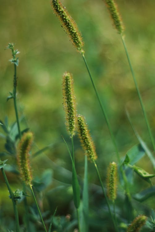 Close up of Grass 