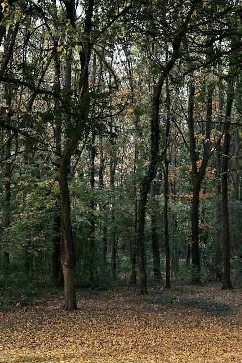 Fotobanka s bezplatnými fotkami na tému hmla, jeseň, lesy