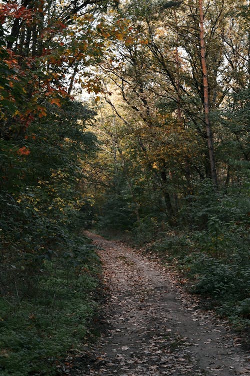 Path in an Autumn Forest