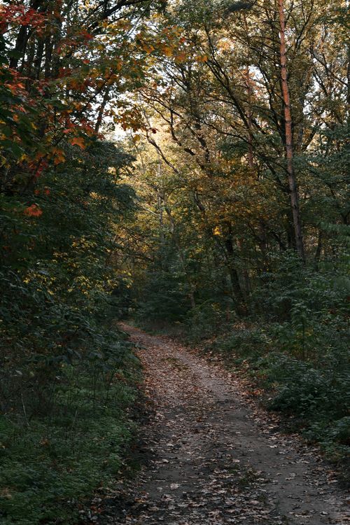 Free A serene forest path in Hungary, surrounded by colorful autumn trees and fallen leaves. Stock Photo