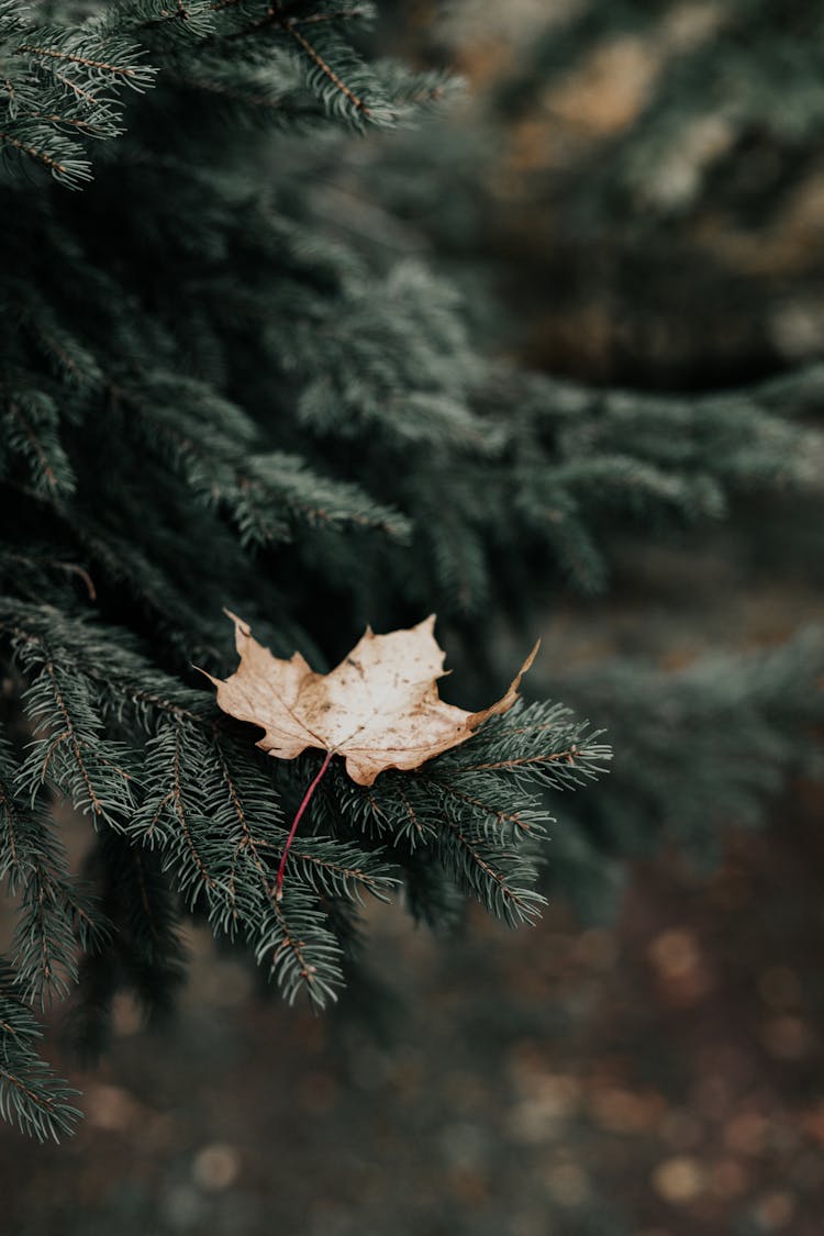 Maple Leaf On Evergreen Leaves