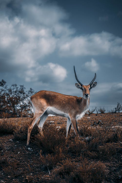 Antler Grazing on Grass  Land