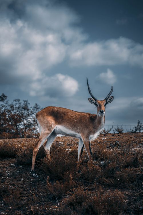 Free A lone deer with striking antlers stands calmly in a grassland under a cloudy sky. Stock Photo