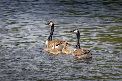 Geese on the Water 