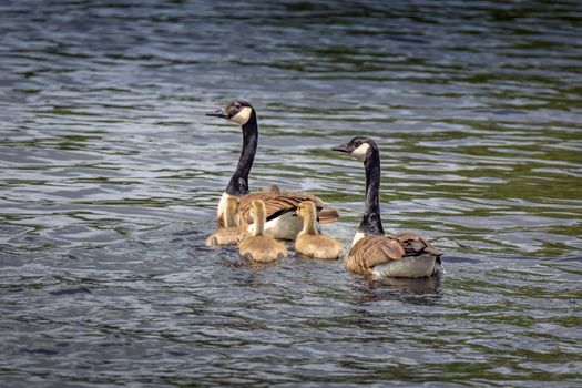 A family of Canadian geese with goslings swimming in a serene lake.