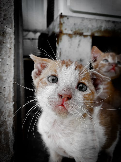 Kostenloses Stock Foto zu alles schwarz, braune katze, katze