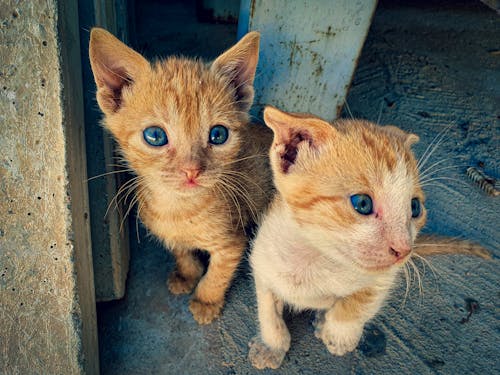 Kostenloses Stock Foto zu blau, braun, braune katze