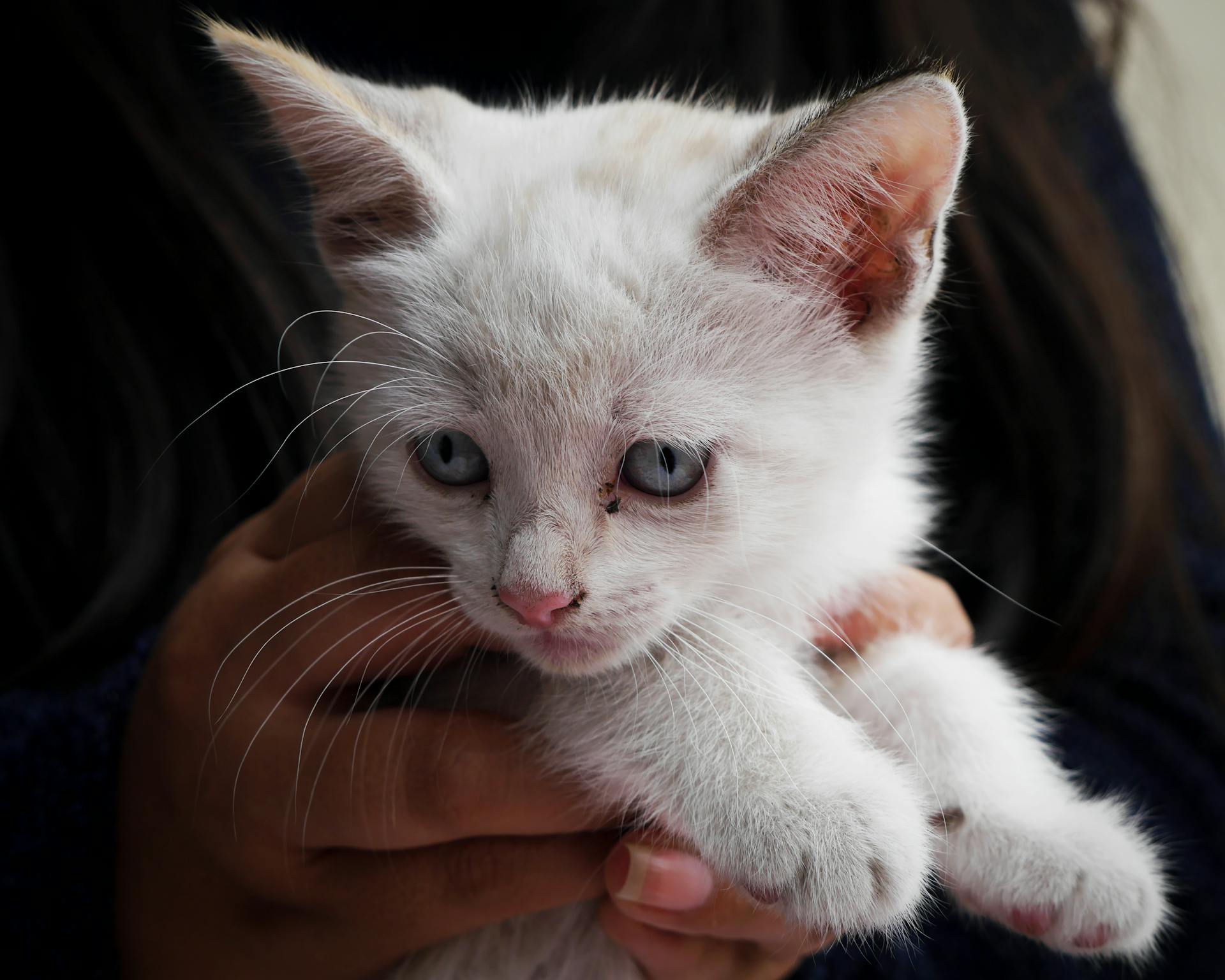 Adorable white kitten with blue eyes being held in hands. Perfect for pet lovers.