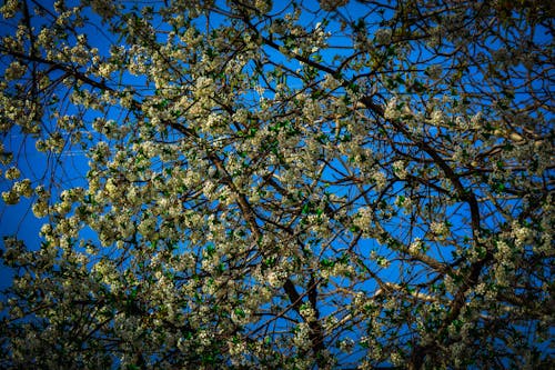 Free stock photo of blooms, springtime, tree