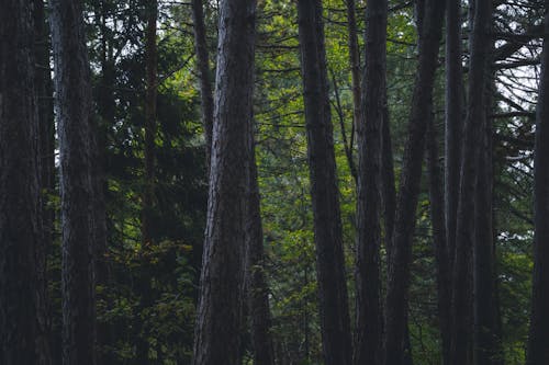 Fotos de stock gratuitas de arboles, bosque, fotografía de naturaleza