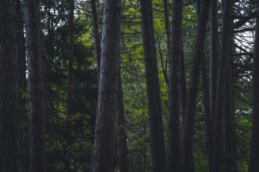Captivating view of dense forest with towering trees and lush greenery.