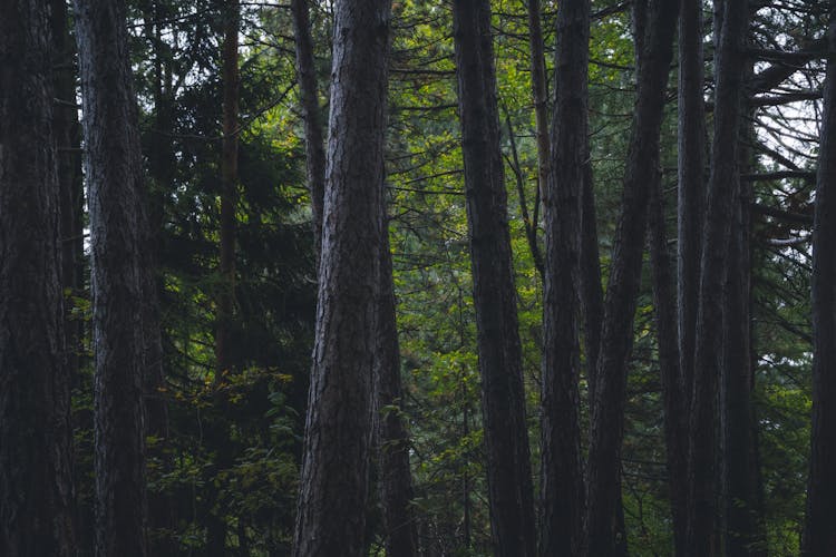 Trees In The Forest 