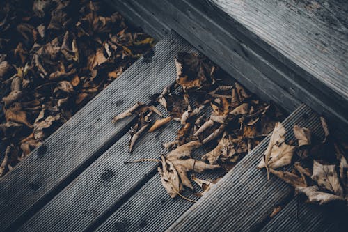 Photos gratuites de en bois, fermer, feuilles sèches