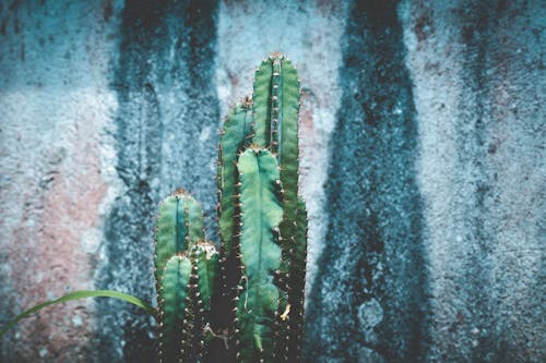 Fotografía De Primer Plano De Cactus