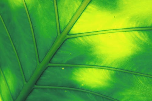 無料 緑の葉のイラスト 写真素材