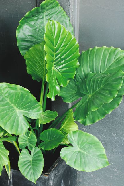Lush green leaves of a tropical plant in a black pot, showcasing natural growth and vibrant foliage.