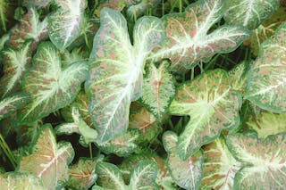 Green leaves of caladium plant in daylight
