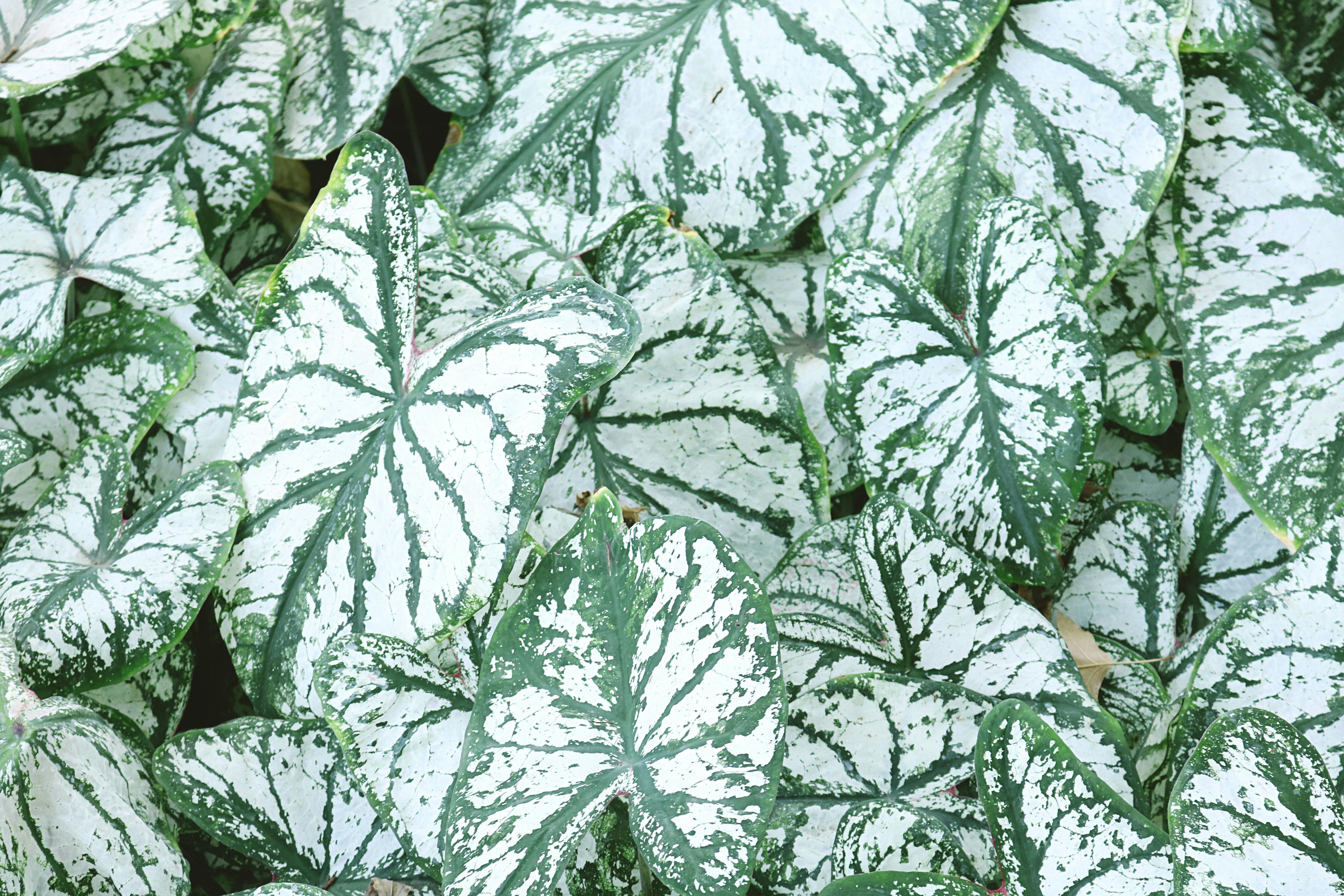 Caladium