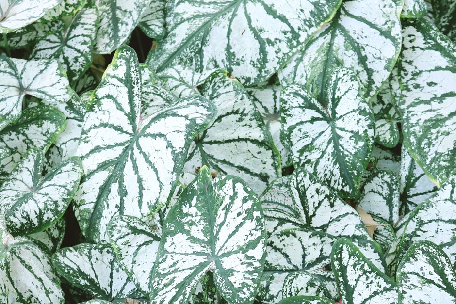 Caladium humboldtii
