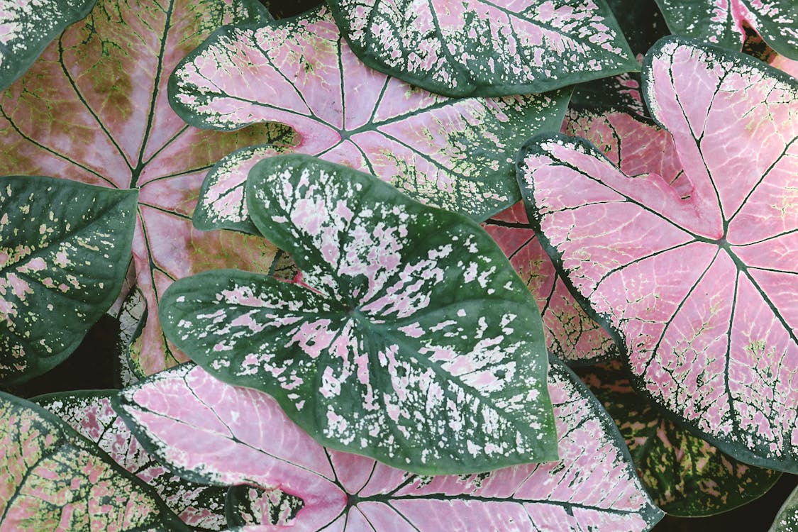 Free Close-up Photo of Pink and Green Caladium Plants Stock Photo