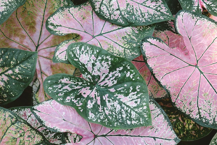 Close-up Photo Of Pink And Green Caladium Plants