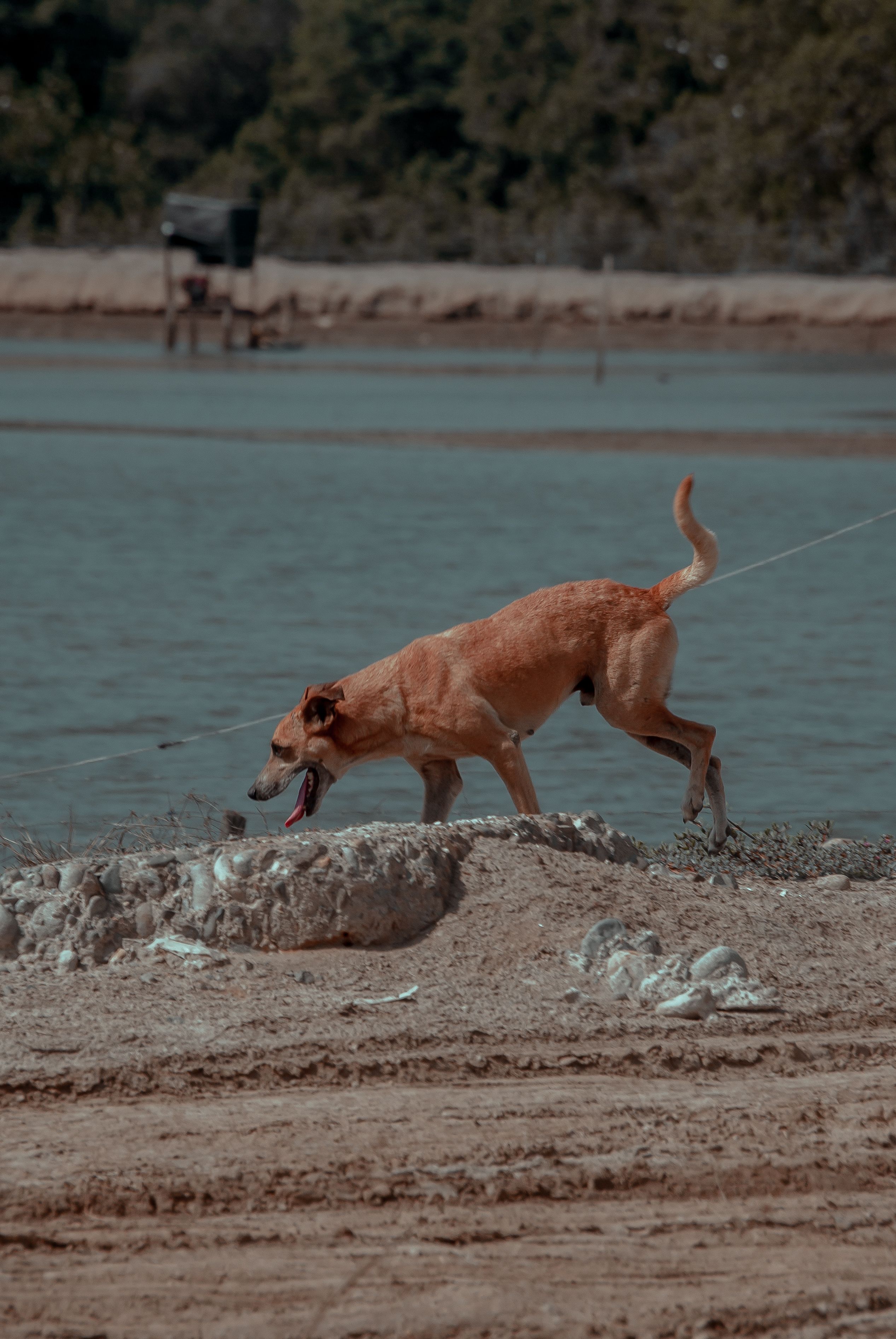 A Brown Dog Walking on Dirt Ground Near a Body of Water · Free Stock Photo