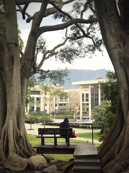 Person Sitting on Bench Under Tree