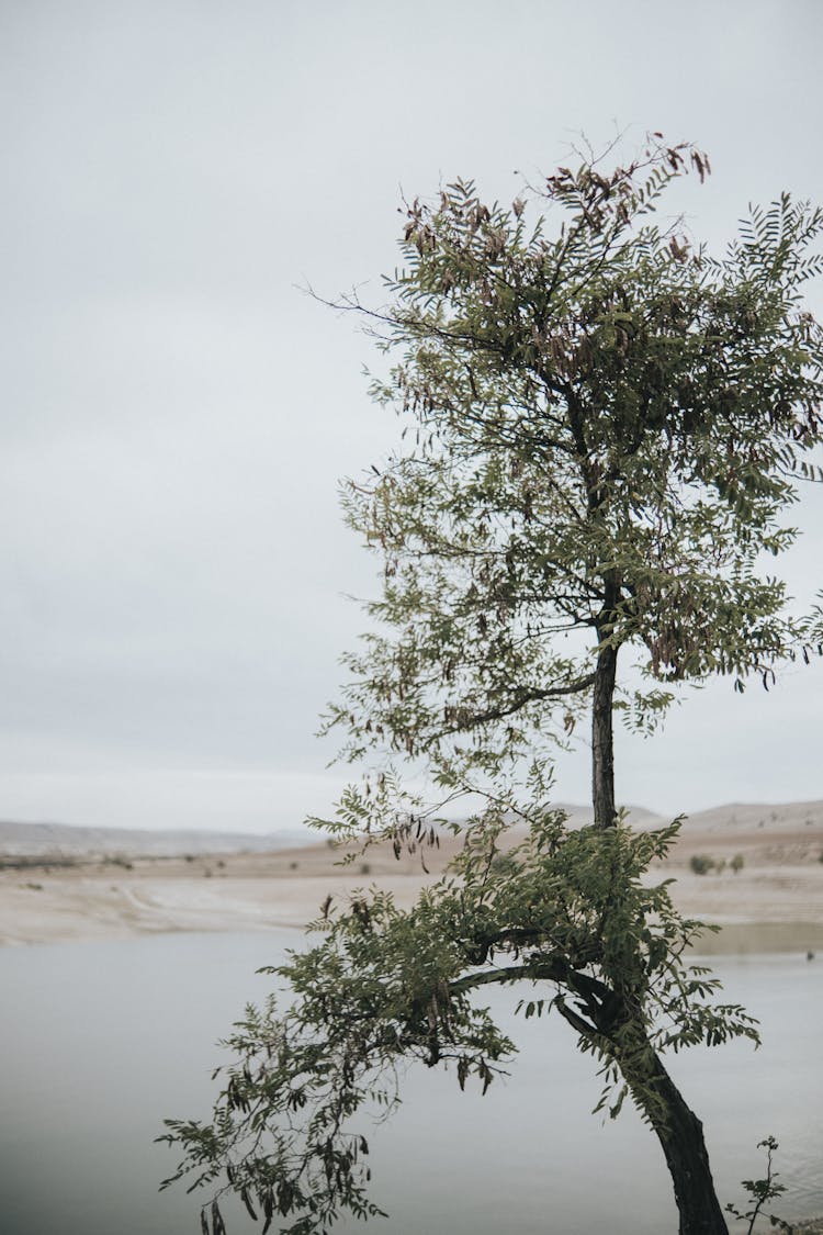 Tree Growing On Lake Shore In Desert