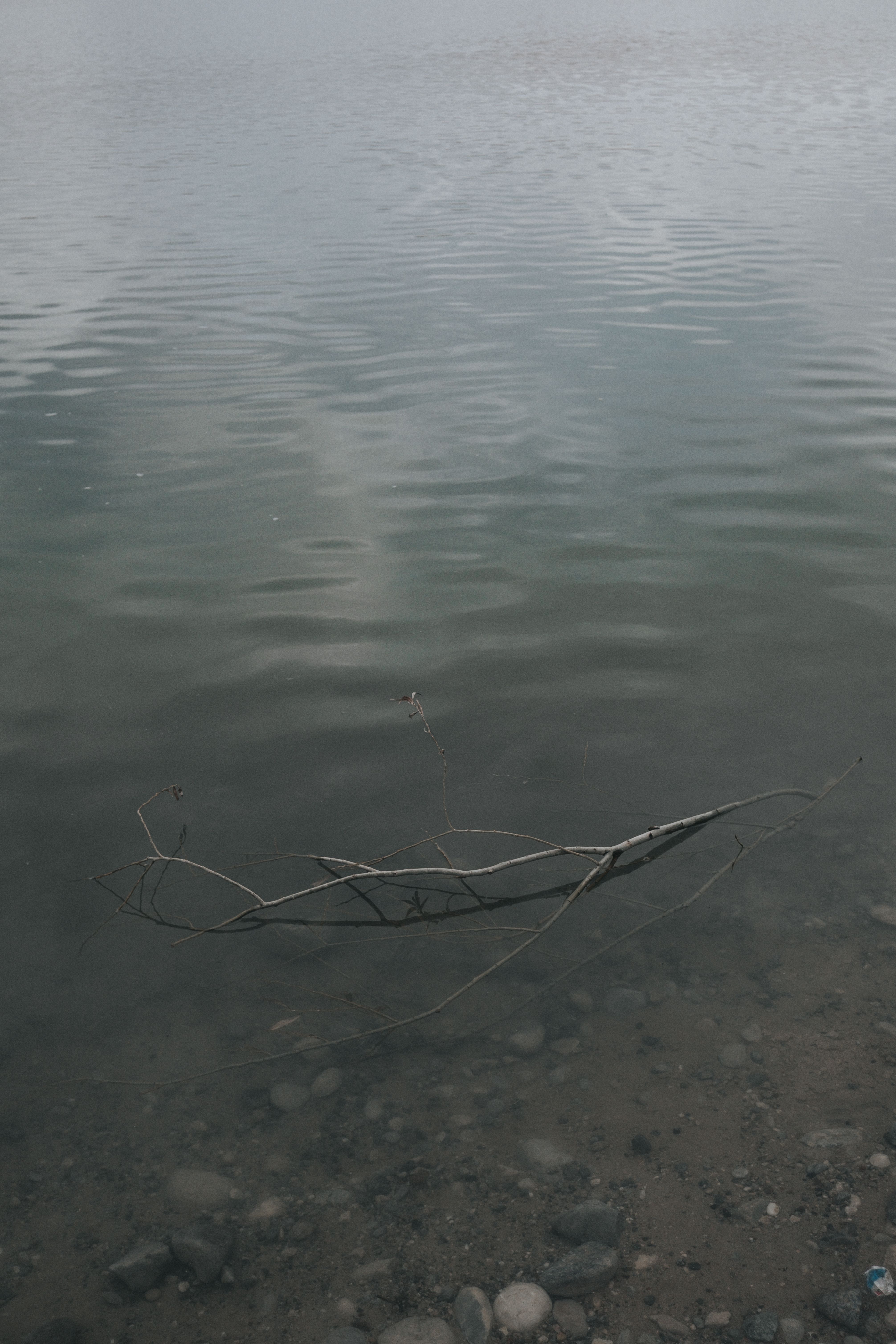 Close-up of a Branch on the River · Free Stock Photo