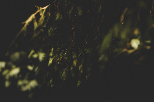 คลังภาพถ่ายฟรี ของ bosco, ต้นสนเฟอร์, ต้นไม้ป่า