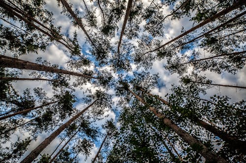 Photo D'ange Bas De Grands Arbres