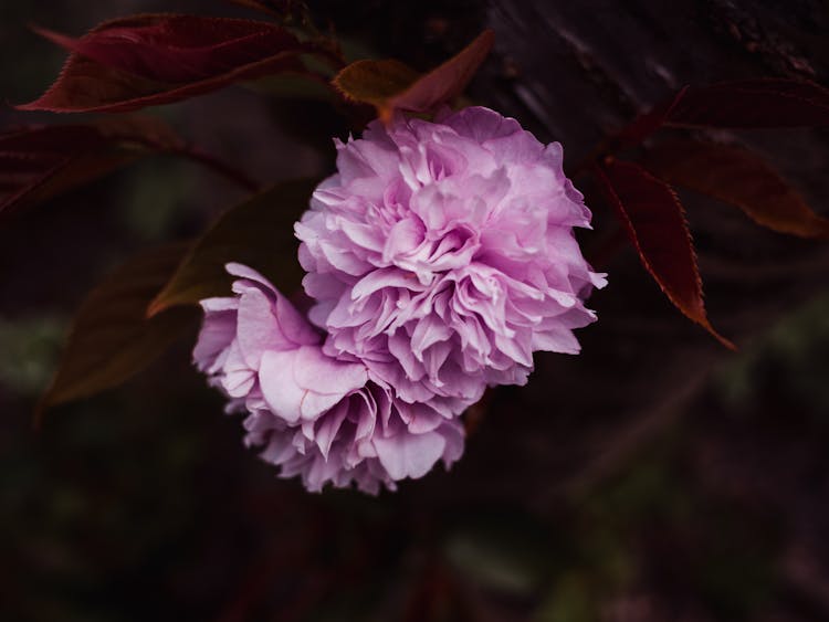 Close-up Of A Pink Prunus Flower