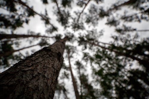 Free stock photo of 15mm, forest, sky