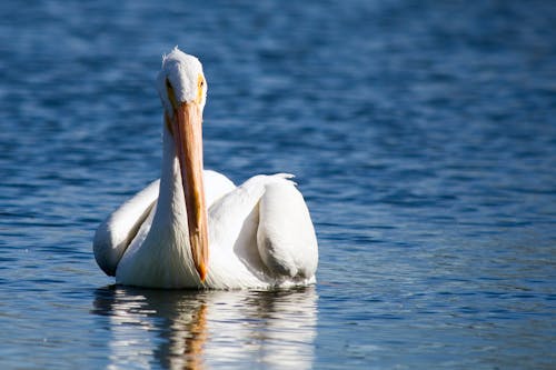 Free Pelican in Close Up Shot Stock Photo
