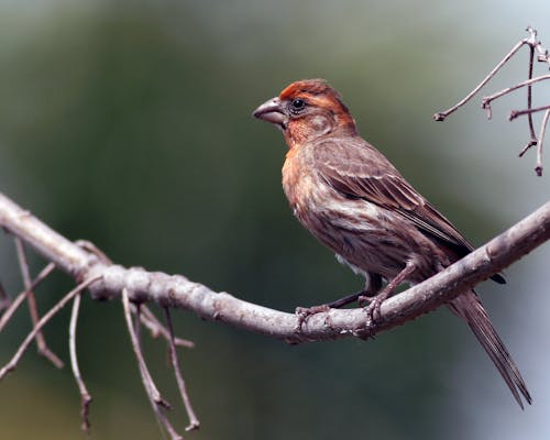 Close-up of a Finch Bird on a Branch