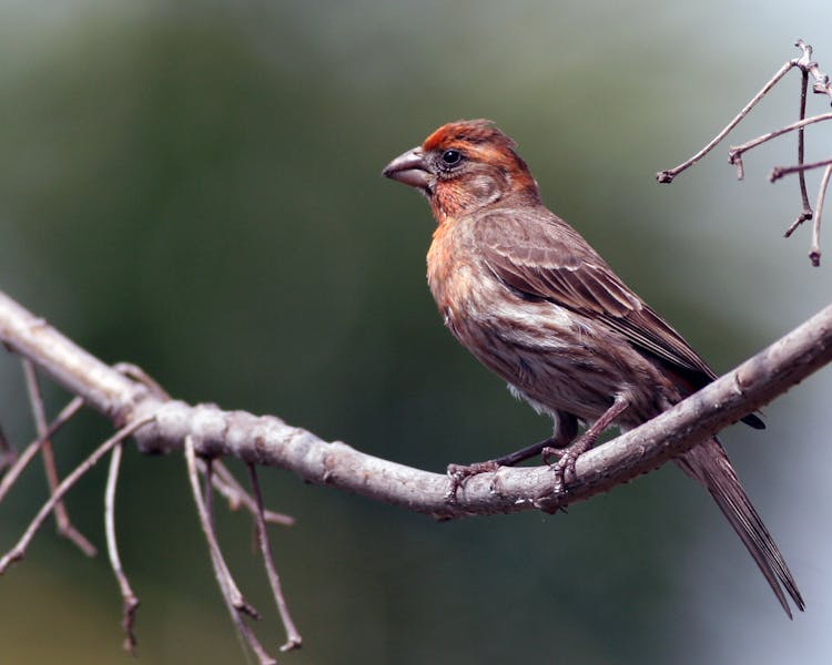 Close-up Of A Finch Bird On A Branch