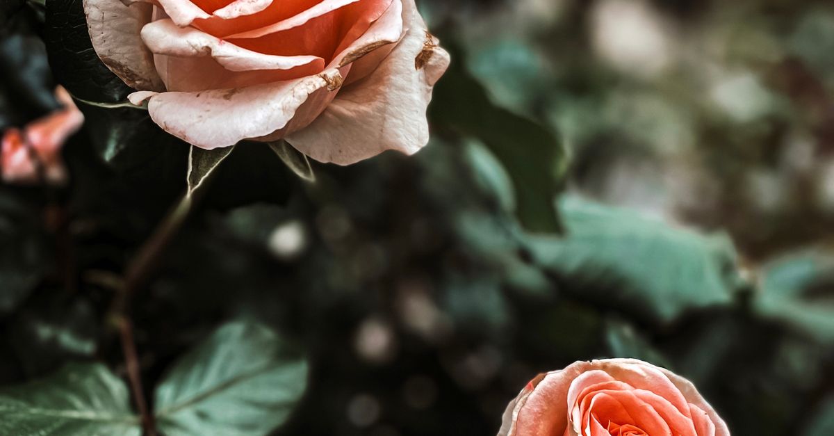 Photographic Roses Roses in Close Up Photography · Free Stock Photo