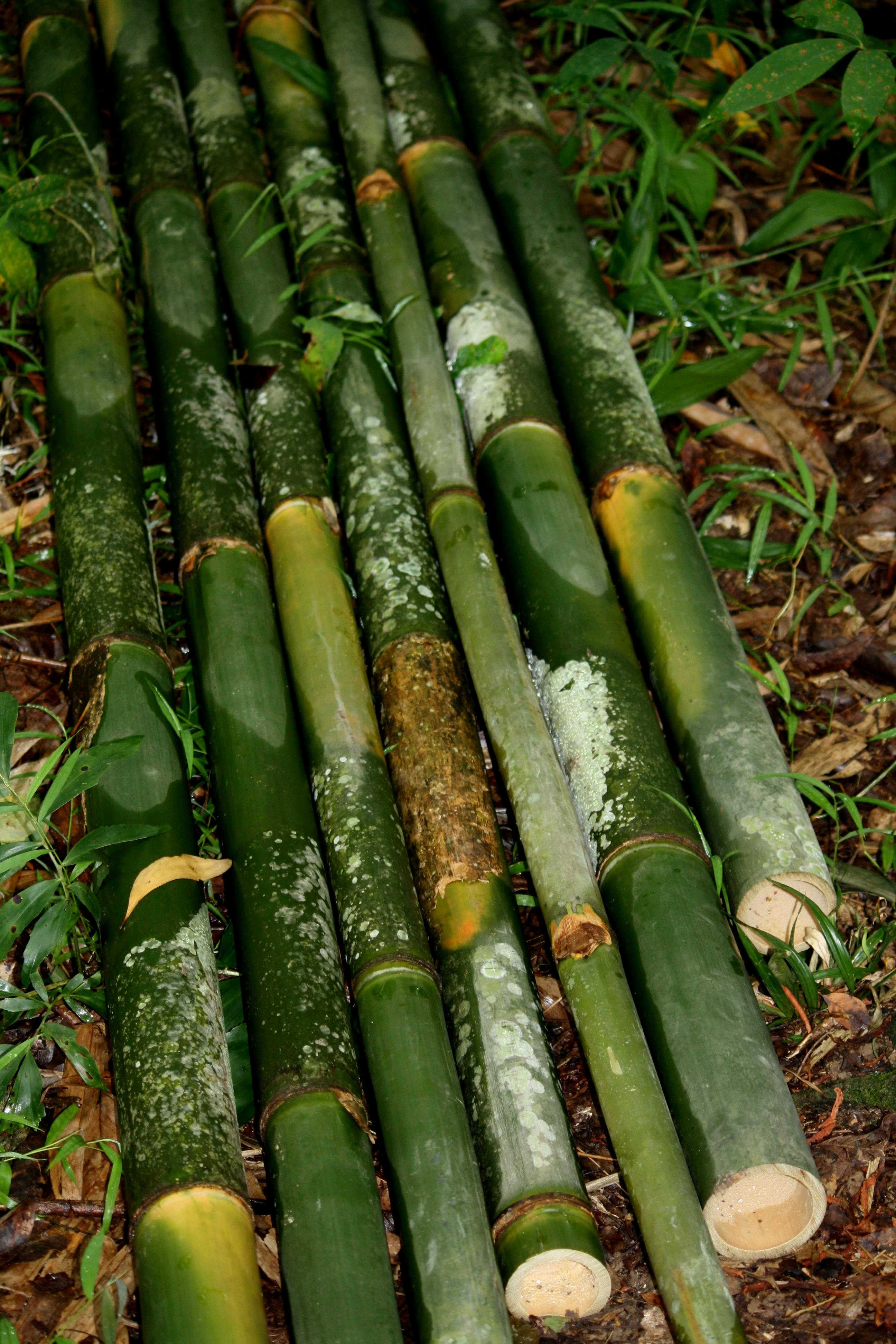 Free stock photo of bamboos, plant