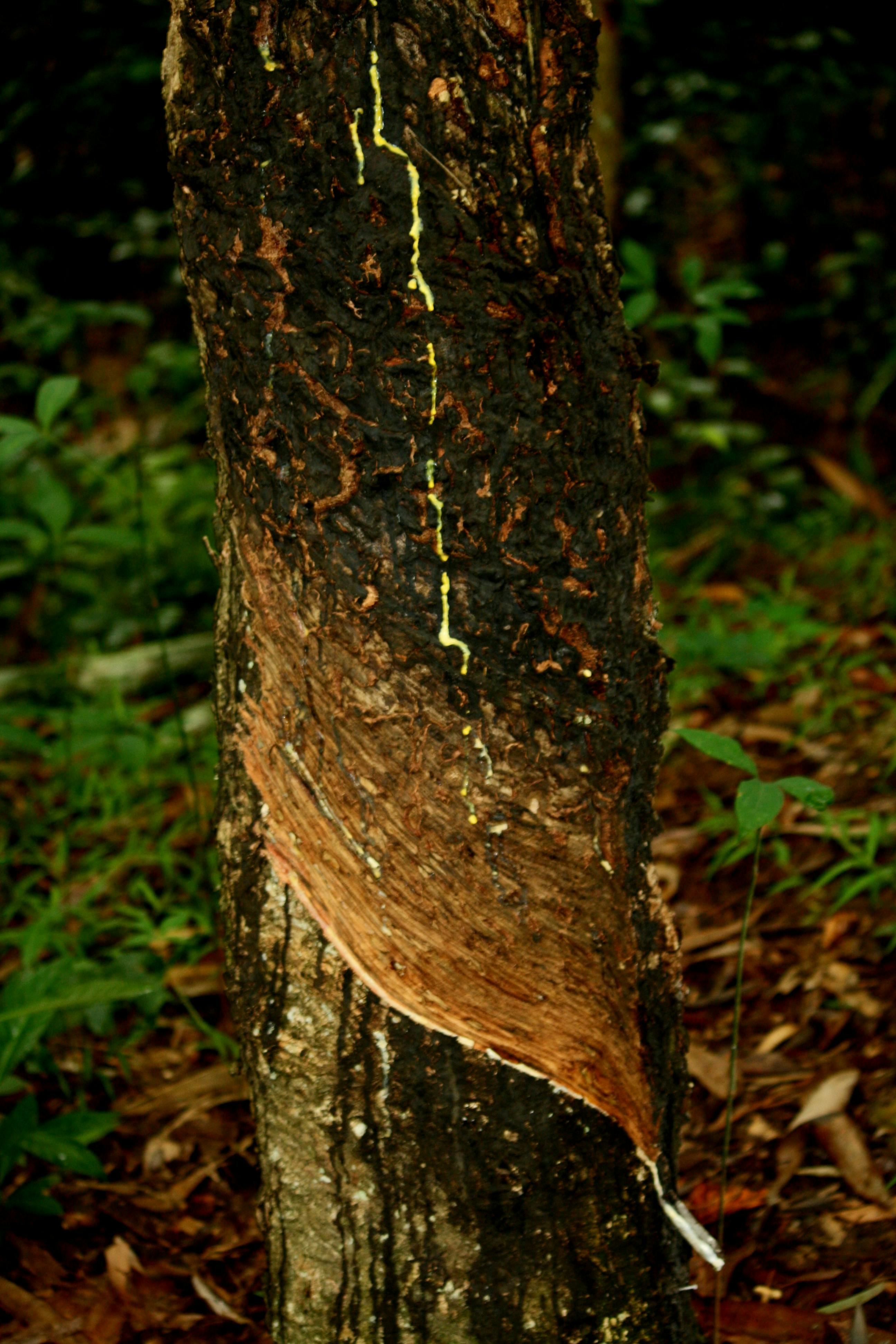 Free stock photo of rubber plant, rubber tree