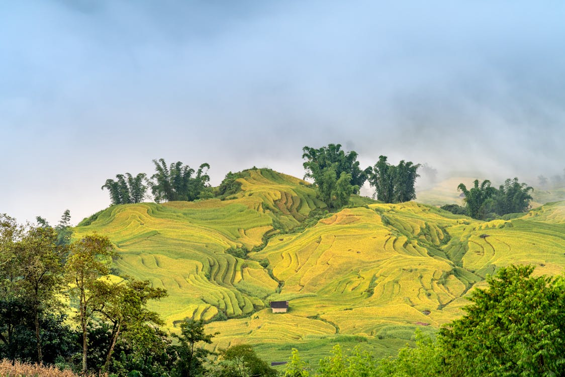 Free Rice Terraces and Green Trees Under a Foggy Sky Stock Photo