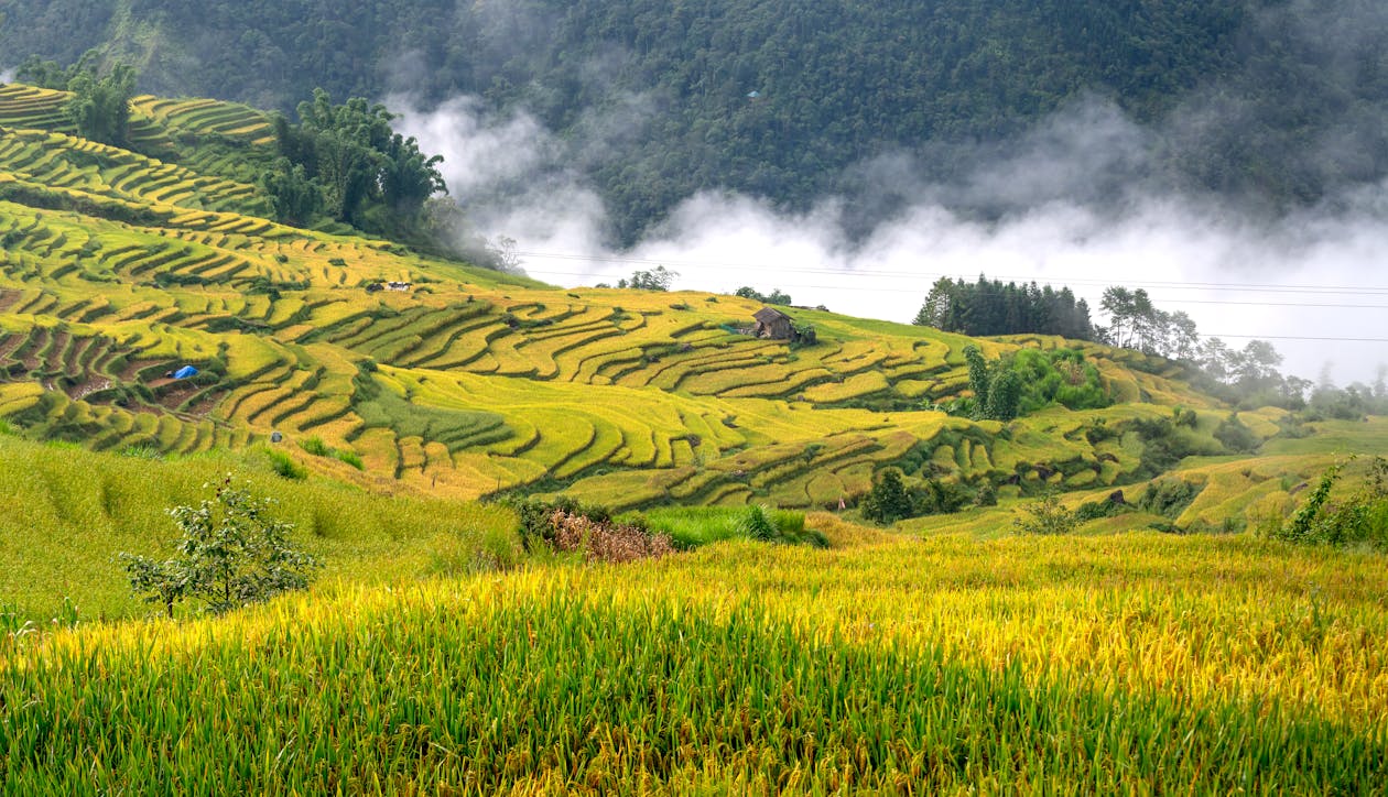 Photo of Green Rice Field and Rice Terraces 