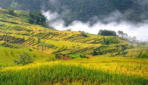Free Beautiful rice terraces nestled in a foggy valley, capturing rural agricultural beauty. Stock Photo