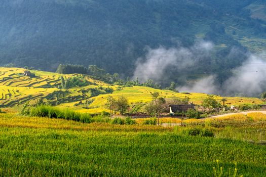 Beautiful terraced rice fields in a lush valley with misty hills. A serene rural landscape.