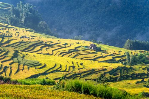 Free Beautiful terraced rice fields with a wooden hut, bathed in golden sunlight against a lush forest backdrop. Stock Photo