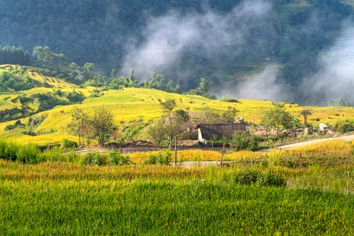 Imagine de stoc gratuită din agricultură, câmp de orez, fermă