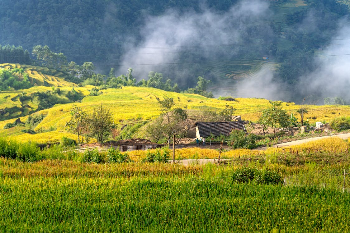 Rice Field and Farm in Valley