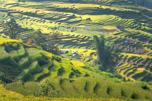 Free Beautiful terraced fields with vibrant green hues, showcasing rural agricultural landscapes. Stock Photo